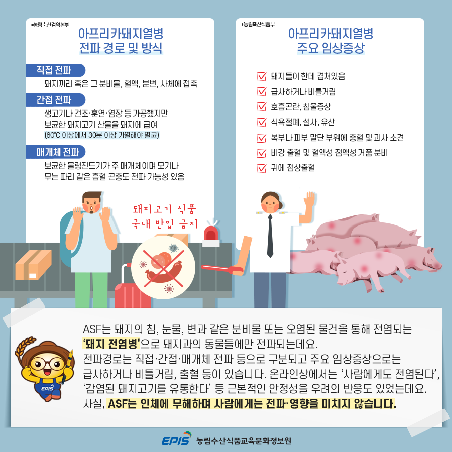 ASF는 돼지의 침, 눈물, 변과 같은 분비물 또는 오염된 물건을 통해 전염되는 '돼지 전염병'으로 돼지과의 동물들에게만 전파되는데요. 전파경로는 직접·간접·매개체 전파 등으로 구분되고 주요 임상증상으로는 급사하거나 비틀거림, 출혈 등이 있습니다. 온라인상에서는 '사람에게도 전염된다', '감염된 돼지고기를 유통한다' 등 근본적인 안정성을 우려의 반응도 있었는데요. 사실, ASF는 인체에 무해하며 사람에게는 전파·영향을 미치지 않습니다.